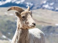 Colorado sanctuary policies