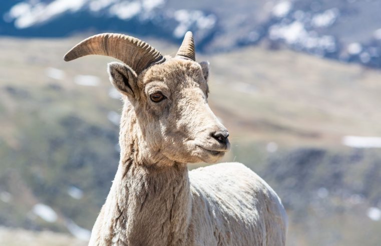 Colorado sanctuary policies