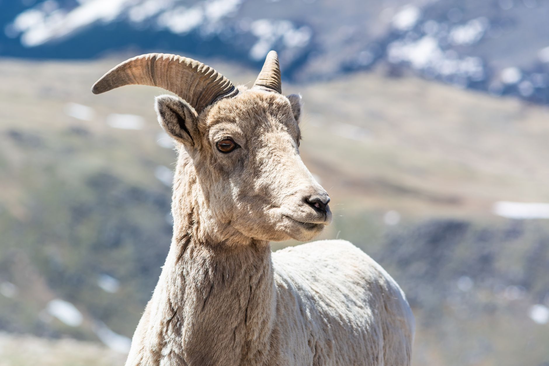 Colorado sanctuary policies