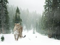 high-altitude snow leopard safari