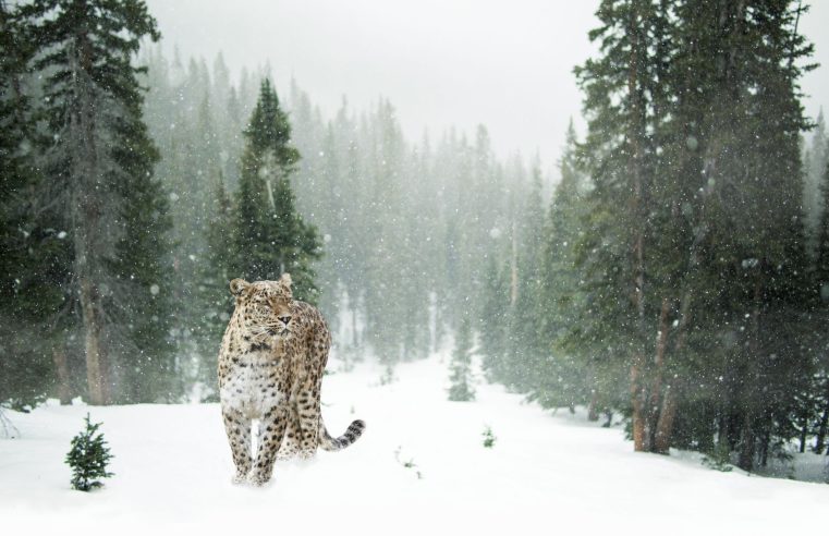 high-altitude snow leopard safari