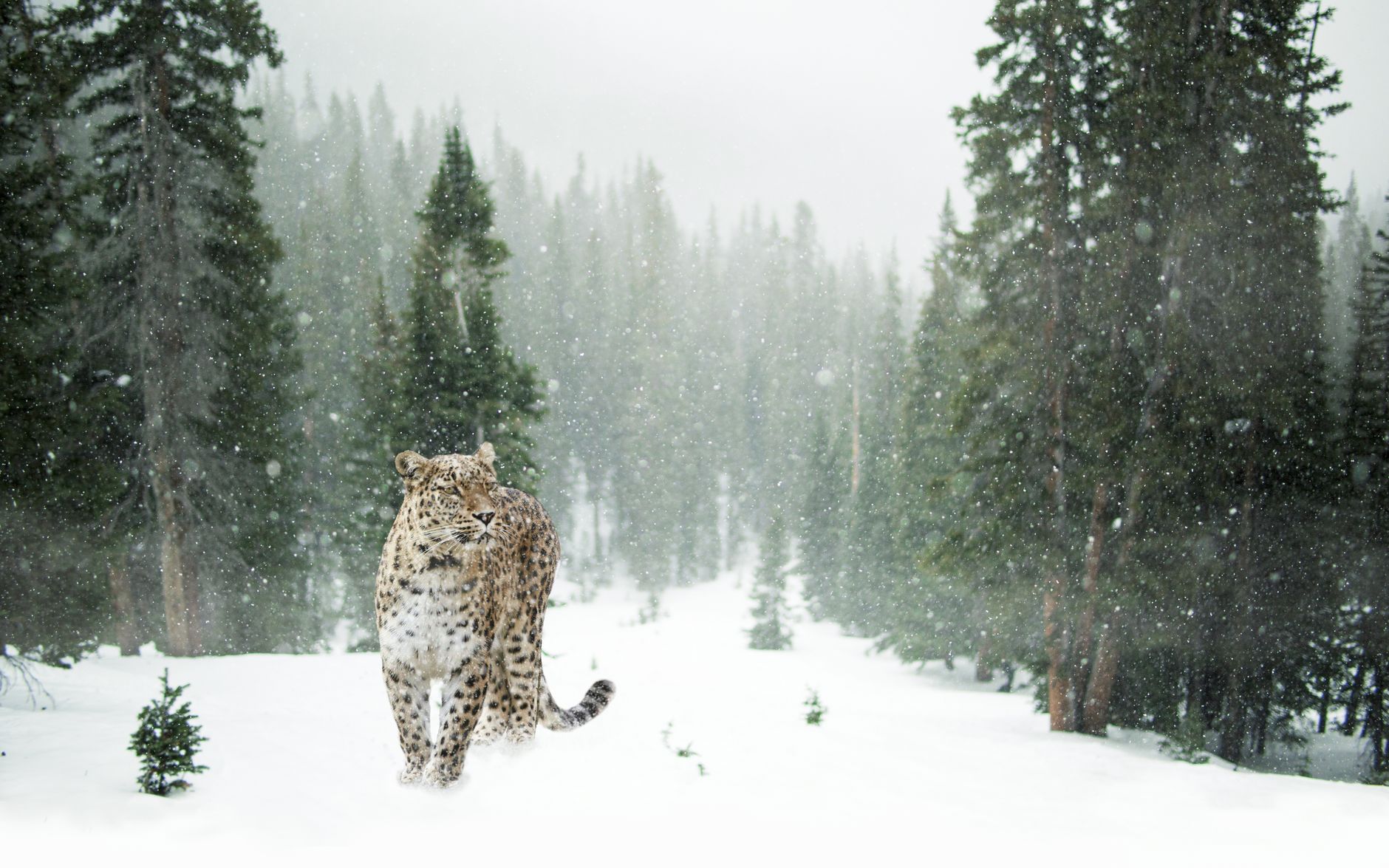 high-altitude snow leopard safari