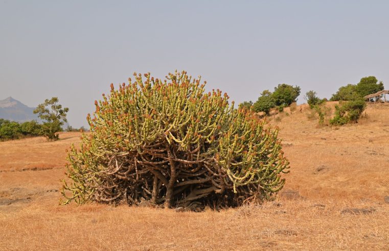 Maharashtra drought announcement