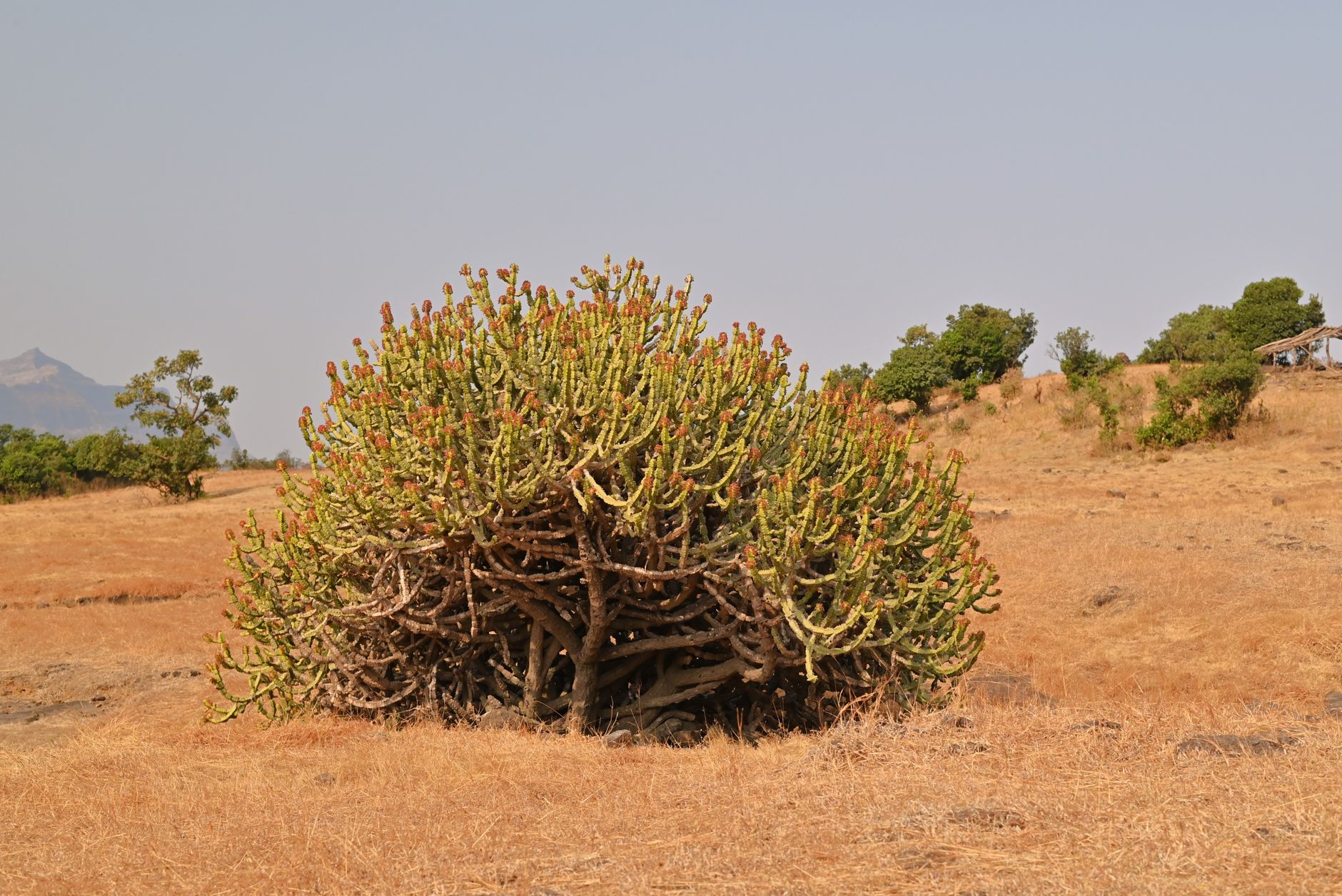 Maharashtra drought announcement